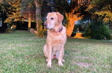 Morvan La Pastourelle - Foto 30