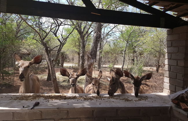 Klein Huisie Little House Self Catering Africa Bush Vacation In Marloth Park - Foto 17