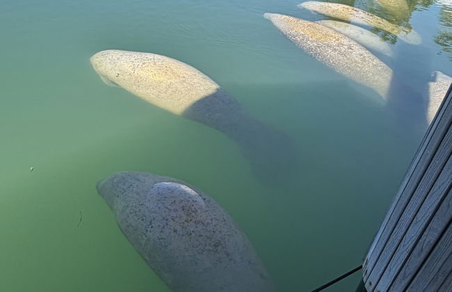 Yacht Haven Marina - Foto 13