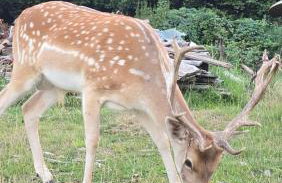 Agroturystyka Nad-Stawem 2 - Foto 24