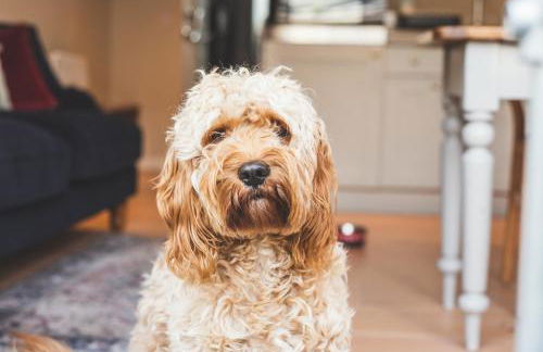 The Coastal Annexe, Stoke Fleming - Foto 34