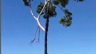 Recanto da Cuieira - Foto 2