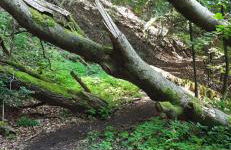 Nationalparkblick - Foto 15