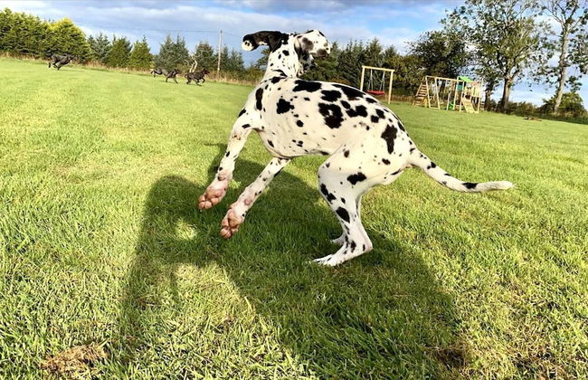Central Scotland Country Side With Outdoor Bbq Hut - Foto 19