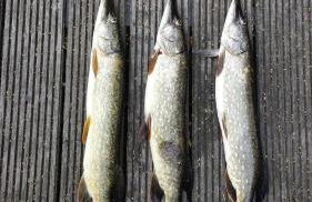 Ferienhaus Kerstin - Foto 29