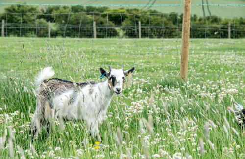 Street House Farm Cottage - Foto 19
