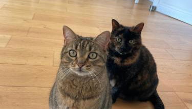 Maison & ses 2 chats - Foto 3