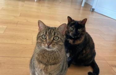 Maison & ses 2 chats - Foto 3