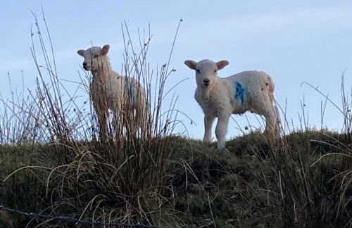 1 Penygroes - Foto 29