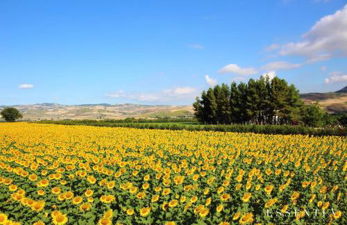 Agriturismo Essentia dimora rurale - Foto 127