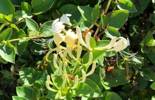 Les choses de la vie - Foto 37