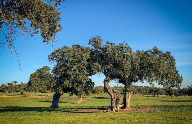 Modern Villa With Garden - Foto 25