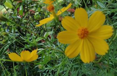 SÍTIO CONQUISTA FELIZ - Foto 32