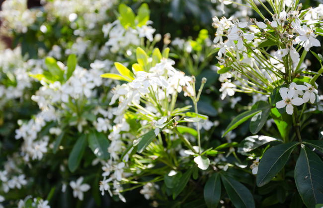 Domaine de Clairefontaine - Foto 31