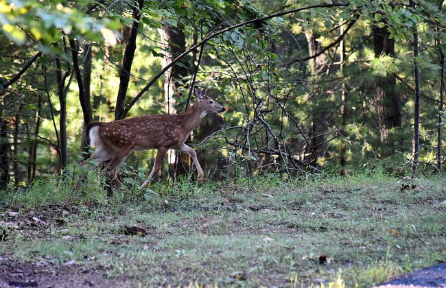 The Outlook - A Majestic View! - Foto 16