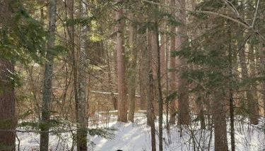 Private Lakeside cabin in the Heart of Chippewa NF - Foto 5