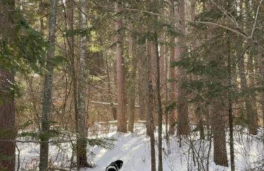 Private Lakeside cabin in the Heart of Chippewa NF - Foto 5