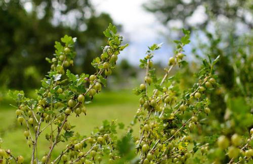 Zakątek Szczęścia Eko Agroturystyka - Foto 66