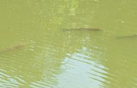 Domki Nad Liliowym Stawem - Photo 26