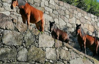 Casa de Férias do Parque da Peneda Gerês - Foto 24