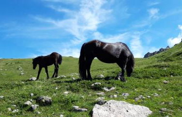 Passione Peonie Apartment - Foto 28