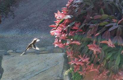 Retiro Sol e Chuva - Foto 28