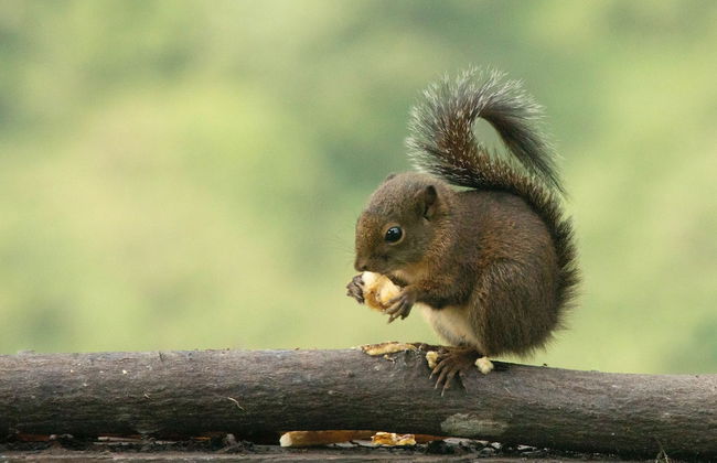 San PEREGRINO - Foto 11