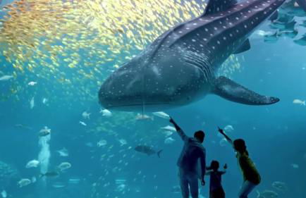 La perla bianca - Foto 30