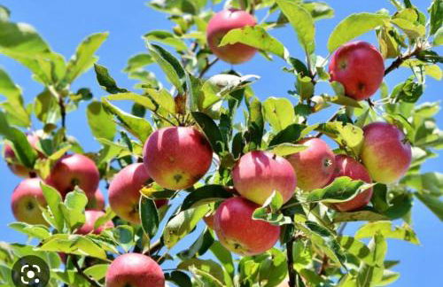 Casa Vicente - Foto 68