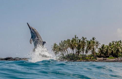 The Pineapple Palace - Foto 66