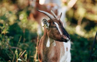 Agriturismo Borgo il Mezzanino - Foto 114