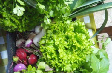 Casa L&M - Refúgio com Horta Biológica Certificada - Foto 23