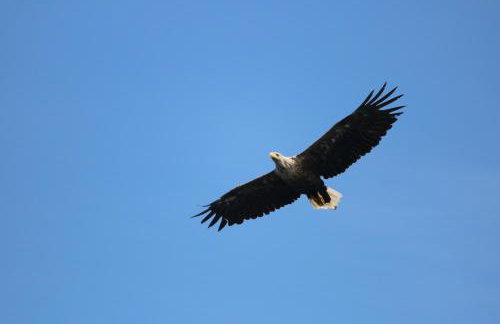 Grey Goose Cottage - Foto 22