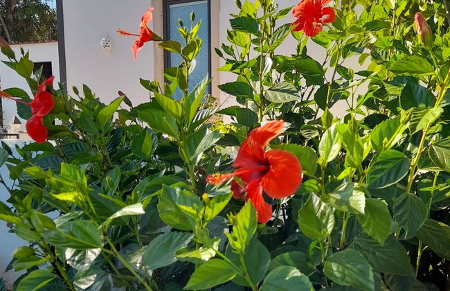 Tiny House & Horses Hébergement Atypique à Loulé - Photo 22