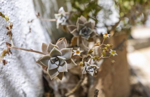 Casa Mitra - Foto 32