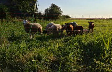 Ferienwohnung op de Warft - Foto 32
