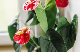 Domek na wyłączność ,bania z jacuzzi. Pobyt góry, jezioro, las. - Foto 59