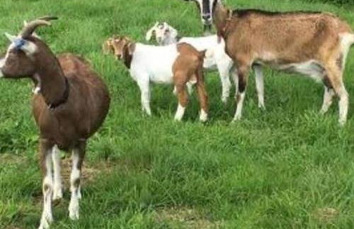 Valley View at Clauchan Holiday Cottages - Foto 10