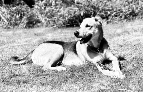 Schlafstall Brooksen - Foto 7