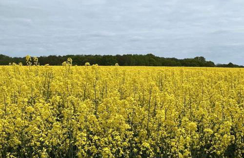 Penthouse sea view - Foto 35