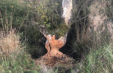 Haus An der Rur - 5 Apartments mitten in Monschau - Foto 34