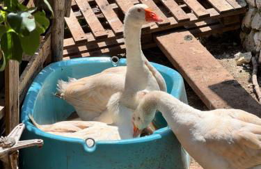 Limonaia in Salento - Foto 28