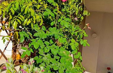 Comfort House Mimosa 2 - Photo 55