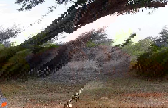 Nature Park Udawalawe - Foto 40