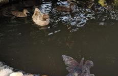 Cosy Cornish Cabin - Foto 13