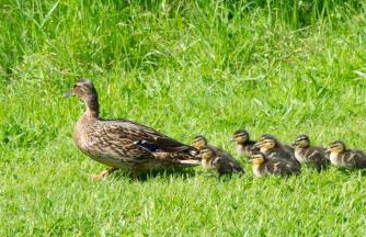 The Stables and Hayloft - Foto 23