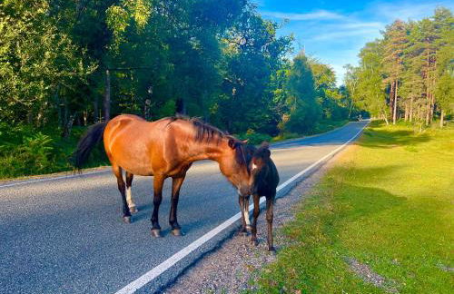 Jungle lodge - Photo 51