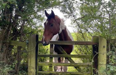 Mulberry House Farm The Garden Room - Foto 21
