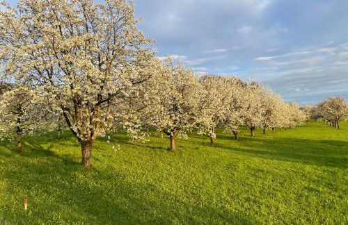Holzferienhaus - Foto 75