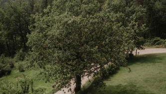 Mas el Mir - Photo 5, Garden view